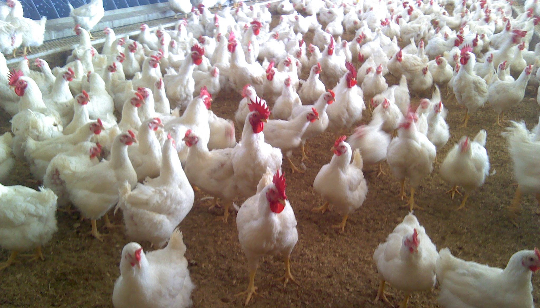 A flock of chicken