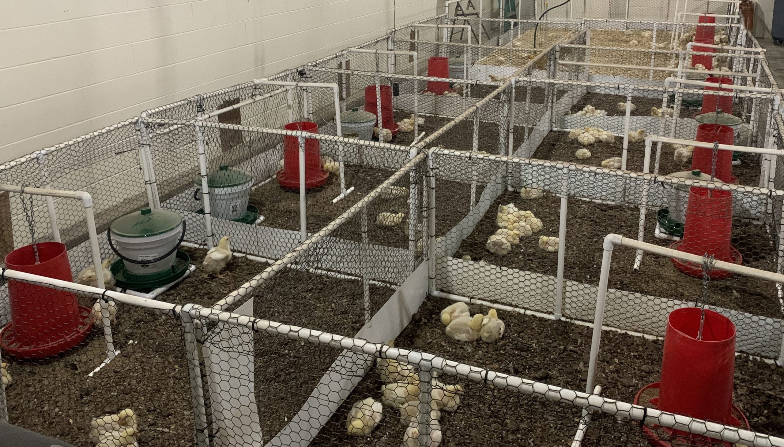 Chickens in pens
